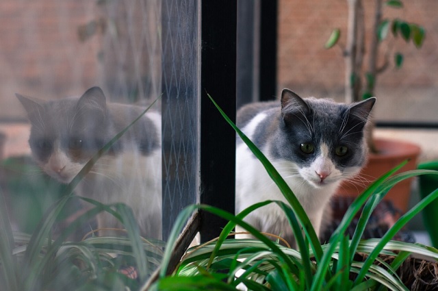 Дачников могут оштрафовать за зеркальные заборы — из‑за них калечатся животные