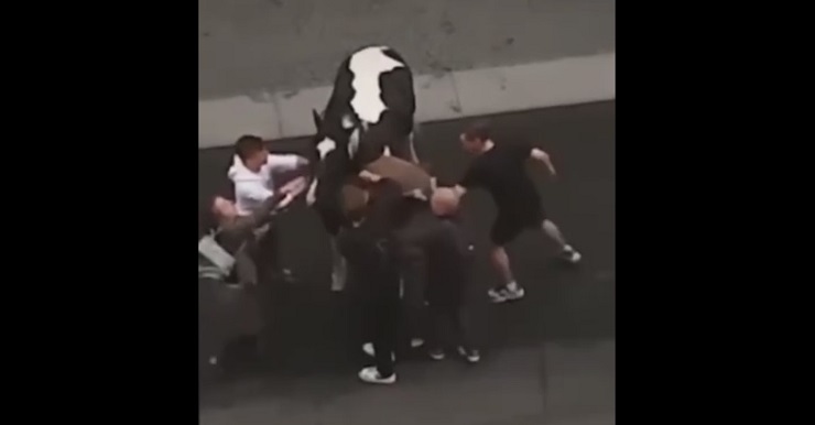 Возомнившие себя гусарами пьяные парни устроили битву с лошадью – видео