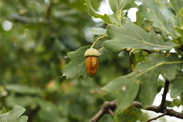 Черешчатый дуб начнут выращивать в одном из районов Татарстана 