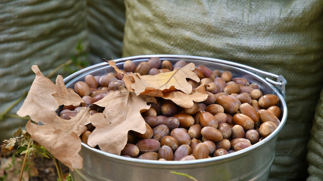 Более 12 тонн семян лесных пород заготовили в Татарстане по нацпроекту