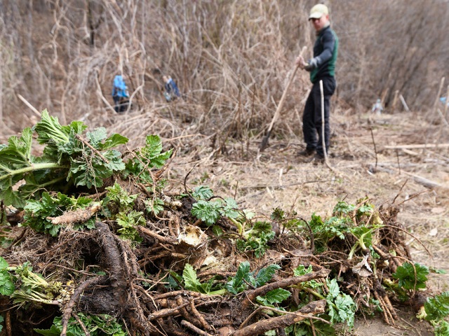 Акция по борьбе с борщевиком Сосновского состоится в Казани 13 апреля