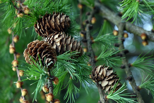 В Татарстане в рамках нацпроекта заготовили 448 кг семян хвойных пород