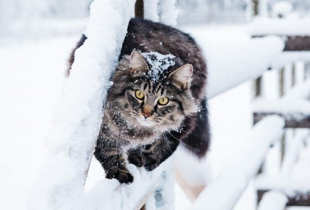 31 гыйнварда Татарстанда кар яву һәм көчле җил көтелә