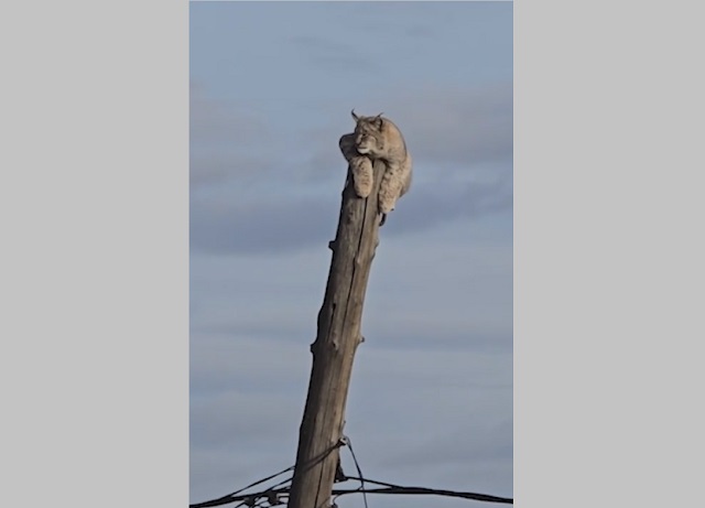 Забравшуюся на вершину столба роскошную рысь сняли на видео в Забайкалье