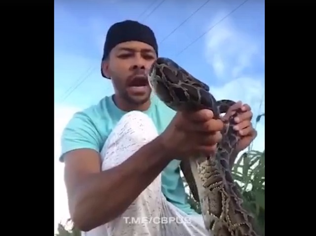 Стримера во время съемки в лицо укусила змея – видео