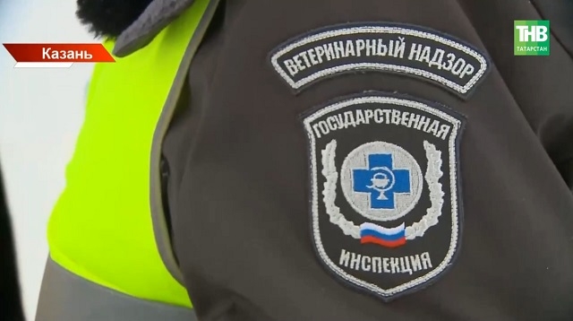 Собака погибла от бешенства в Московском районе Казани
