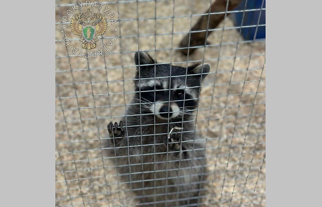 В Нижнекамске после скандала запретили передвижные зоопарки и цирки с животными