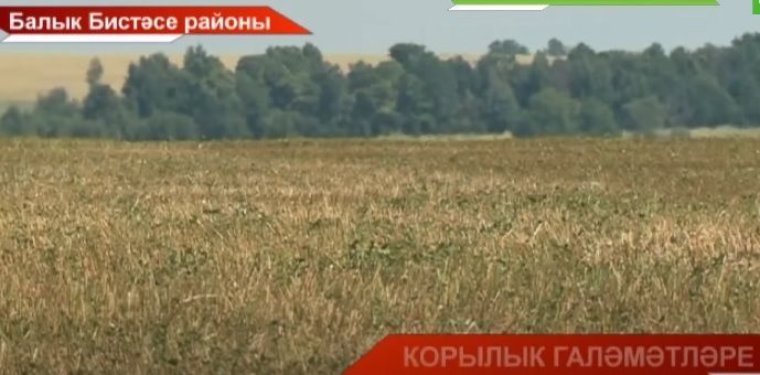 Узган елның ярты уңышын алсак бик әйбәт була - хуҗалыклар чаң суга