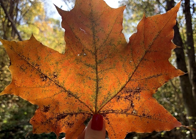 Чудо-погоду в начале октября предрекли Татарстану в Гидрометцентре РФ