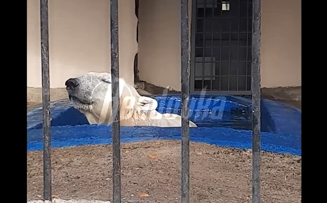 Прокуратура потребовала изменить условия содержания белого медведя в Казанском зоопарке