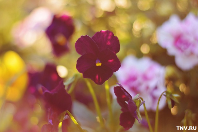 Погода недели: Гидрометцентр Татарстана ответил, ждать ли новую волну сильной жары 