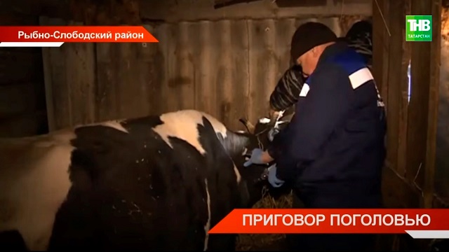 В одном из районов Татарстана закрыли молочный цех и ферму из-за бруцеллеза у скота