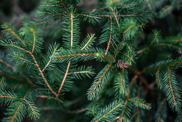 Штрафы до 300 000 рублей: операция «Ель» стартует в Татарстане 15 декабря