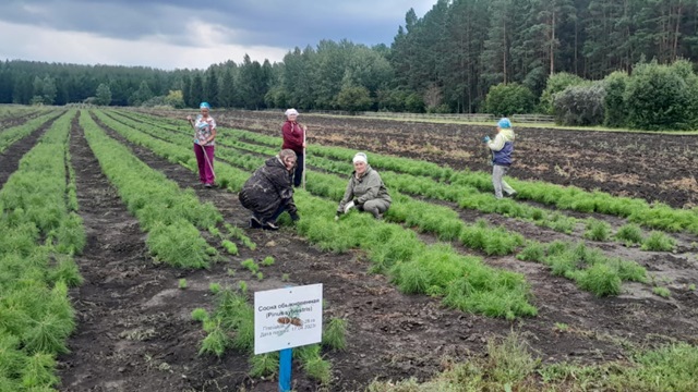 Специалисты Нурлатского лесхоза проводят работы по уходу за посевами