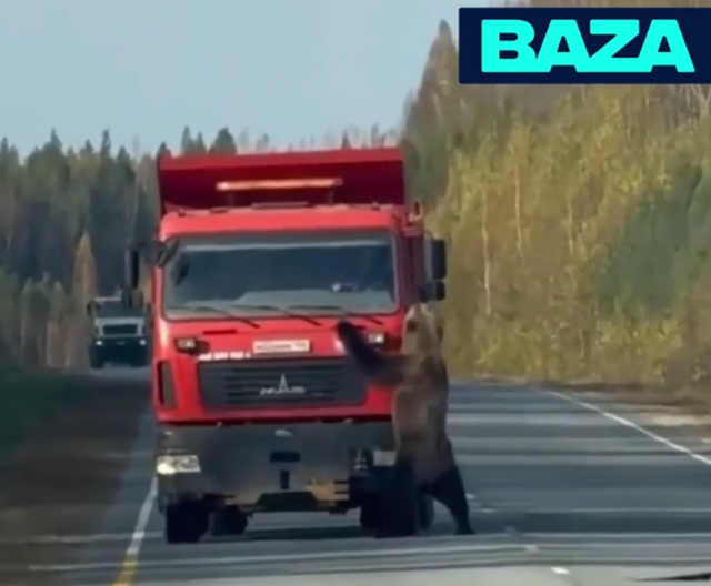 Медведь-нарушитель: в ХМАО косолапый украл дорожный знак и покусал фуру – видео