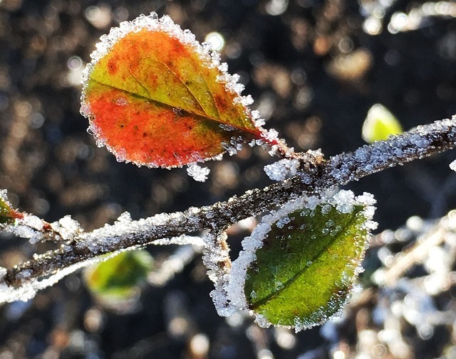 Заморозки до 0 градусов накроют Татарстан в ближайшее время - Гидрометцентр