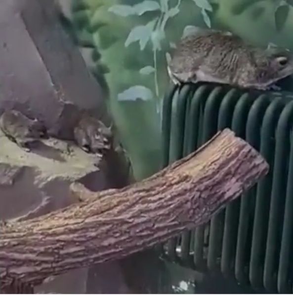 В зоопарке Казани родился детеныш дамана Брюса