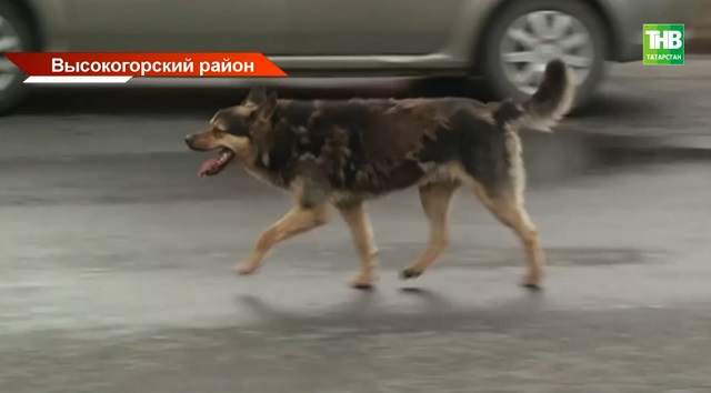 Дело о нападении бешеной собаки на ребенка дошло до Бастрыкина