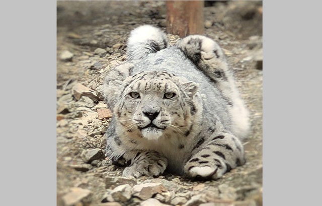 Ирбисов планируют разместить в исторической части казанского зооботсада после реконструкции