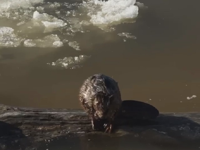 Бобер прихорашивается на Каме: милое видео из Лаишевского района Татарстана