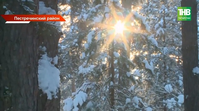 Летопись по следам: как зимняя перепись в Татарстане решает, кто будет хозяином леса