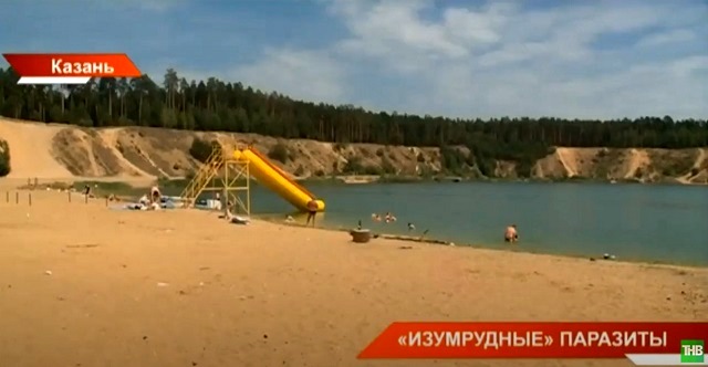 «Изумрудные» паразиты: стали известны причины высыпаний на коже у купальщиков озера в Юдино