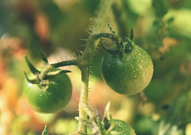 Садоводам Татарстана ответили, что делать при появлении пятен на помидорах