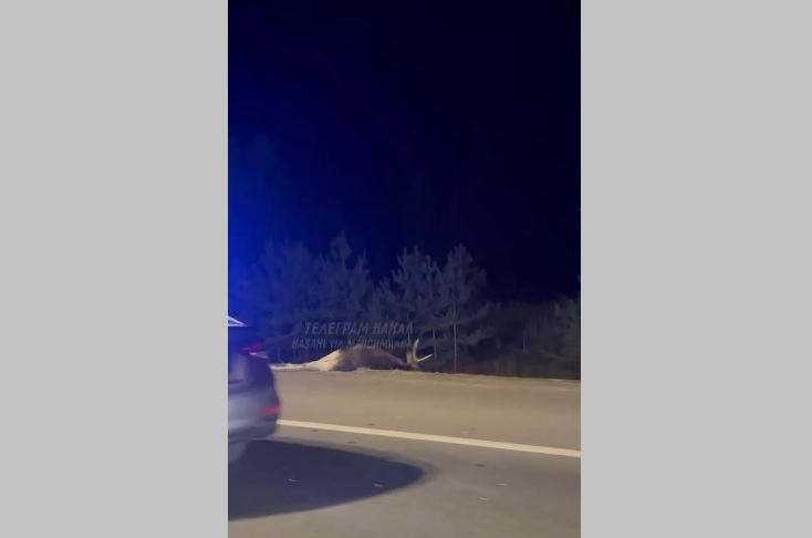 Под Казанью огромную пробку спровоцировало ДТП с лосем