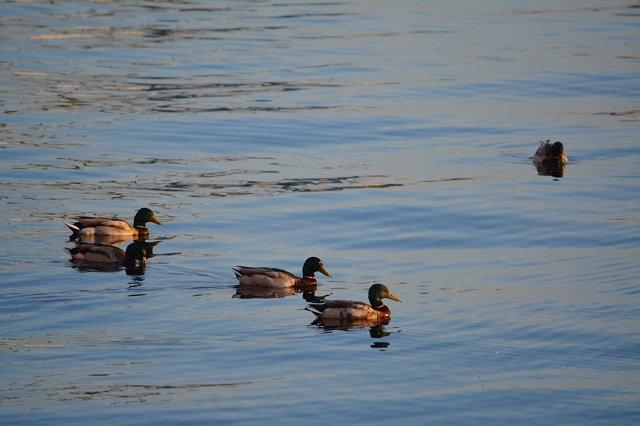 Татарстанда эссе һава чигенә
