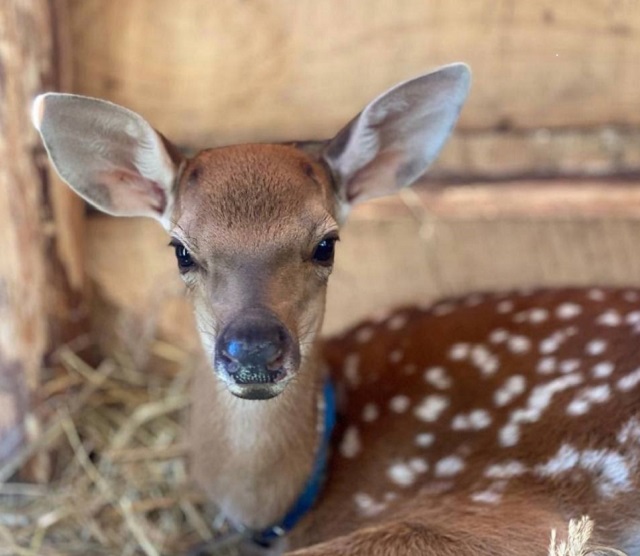 В елабужском экопарке «Диводворье» неизвестные массово отравили животных