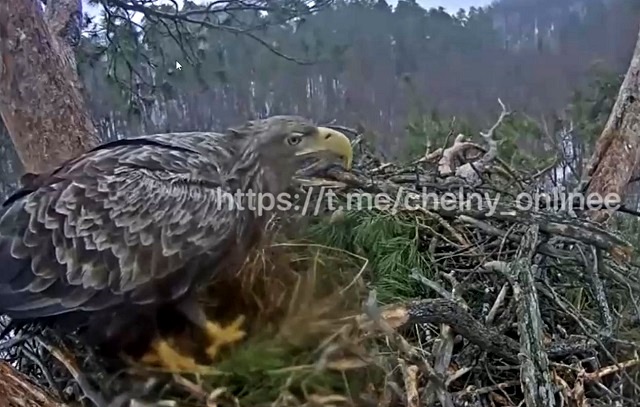 Прилетевшая в Национальный парк «Нижняя Кама» семья орланов-белохвостов попала на видео