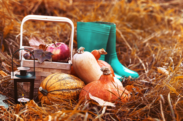 Садоводам рассказали, что сделать до наступления первых холодов