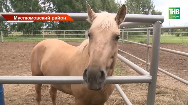 Детский лагерь или спортивный интенсив: в Муслюмово на 30 суток приостановили деятельность «Аргамака»