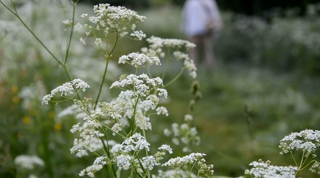 3 000 «квадратов» наркотических растений уничтожили в одном из районов Татарстана