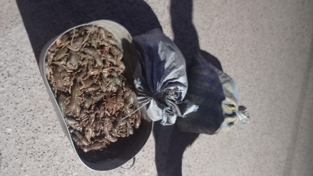В Татарстане выловившие раков браконьеры заплатят более полумиллиона рублей