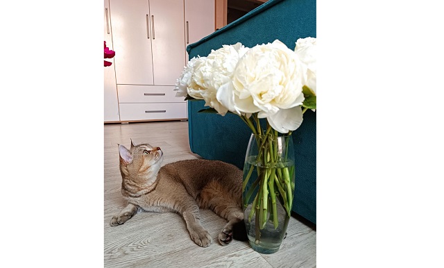 Пионнар матур чәчәк атсыннар өчен нишләргә? 