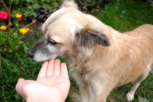 Власти Казани анонсировали благотворительную акцию «Дай лапу»