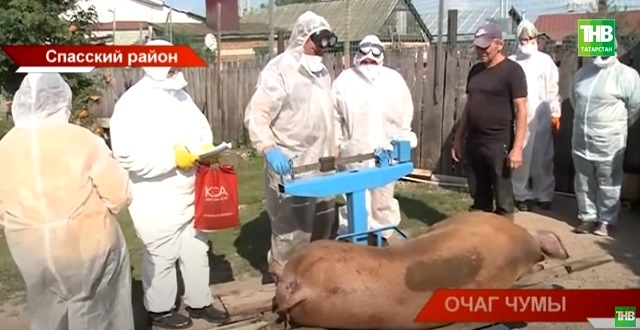В Спасском районе РТ зафиксировали случай заражения свиней африканской чумой - видео