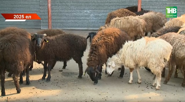 Корбан гаете алдыннан Татарстанда яңа кагыйдә: терлекне читтән кертү тыела