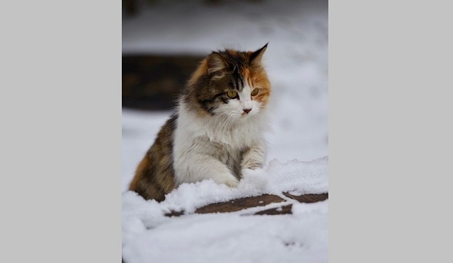 В начале выходных в Татарстане продолжат расти сугробы