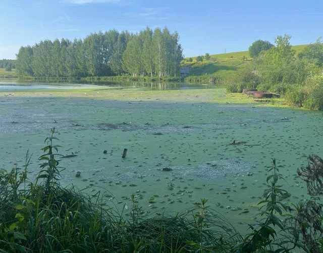 Прокуратура начала проверку после массовой гибели рыбы в озере Татарстана