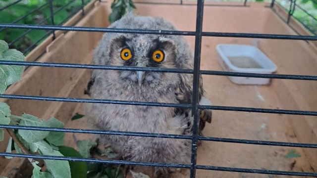 Оставшегося без присмотра матери совенка спасли в Татарстане