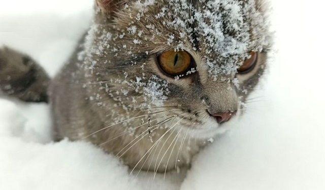 Опять метель: 29 декабря в Татарстане похолодает до -25 градусов