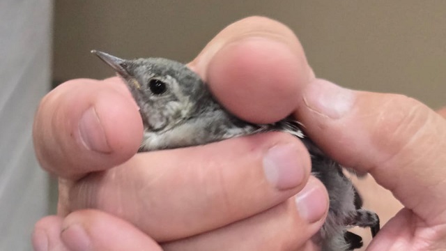 Запутавшегося в нитках птенца трясогузки спасли в Татарстане