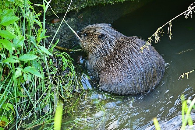 В Татарстане наказали объявивших войну бобрам садоводов
