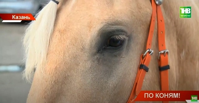 Стало известно, в чем «татарскость» лошадей первого конного забега, финиш которого состоится на Алтае