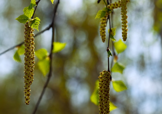 Аллергики на страже: активное цветение березы и ольхи началось в Татарстане