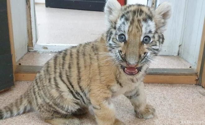 В казанском зоопарке умер тигренок Луна