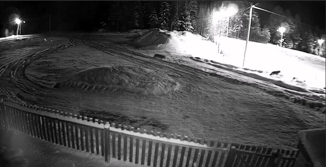 В Югре жители поселка боятся отправлять детей в школу из-за нашествия волков – видео