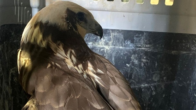 Татарстанцам рассказали, как распознать болотного луня